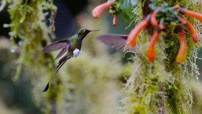 Tierische Überflieger (1/5)