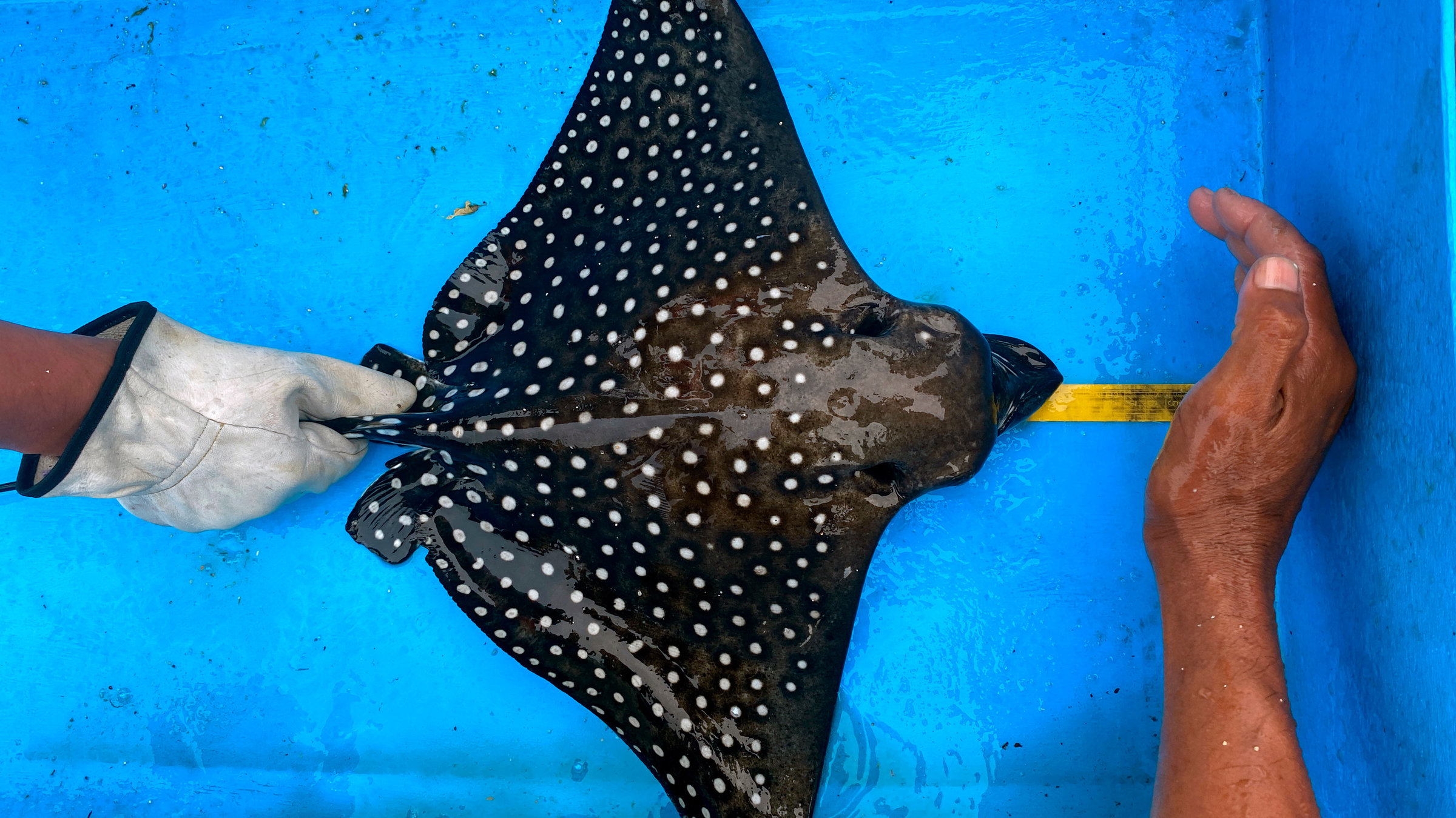 "Galapagos - Kämpfen gegen das Artensterben": Behutsam wird der Galapagos Rochen vermessen und gechipped um mehr über seine Wanderung zu verstehen.