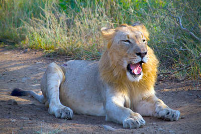 Kwandwe - Die Rückkehr der Löwen