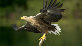 Majestät im Aufwind