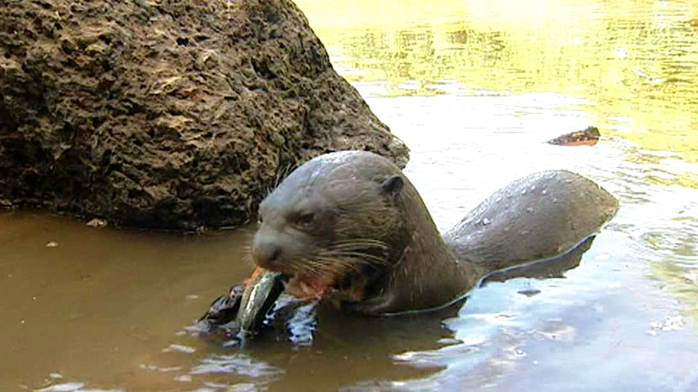 "Big Five Südamerika: Der Riesenotter" - Riesenotter im Wasser