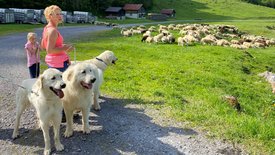 Schweizer Hundegeschichten: Herdenschutzhunde -<br/>Die alpinen Beschützer gegen Wolf & Co.