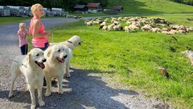 Schweizer Hundegeschichten (1/2)