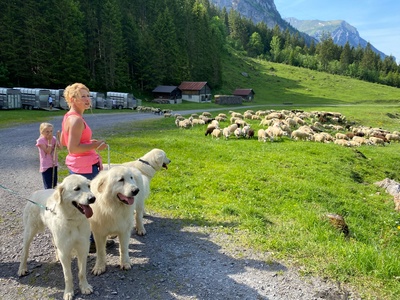 Schweizer Hundegeschichten: Herdenschutzhunde -<br/>Die alpinen Beschützer gegen Wolf & Co.