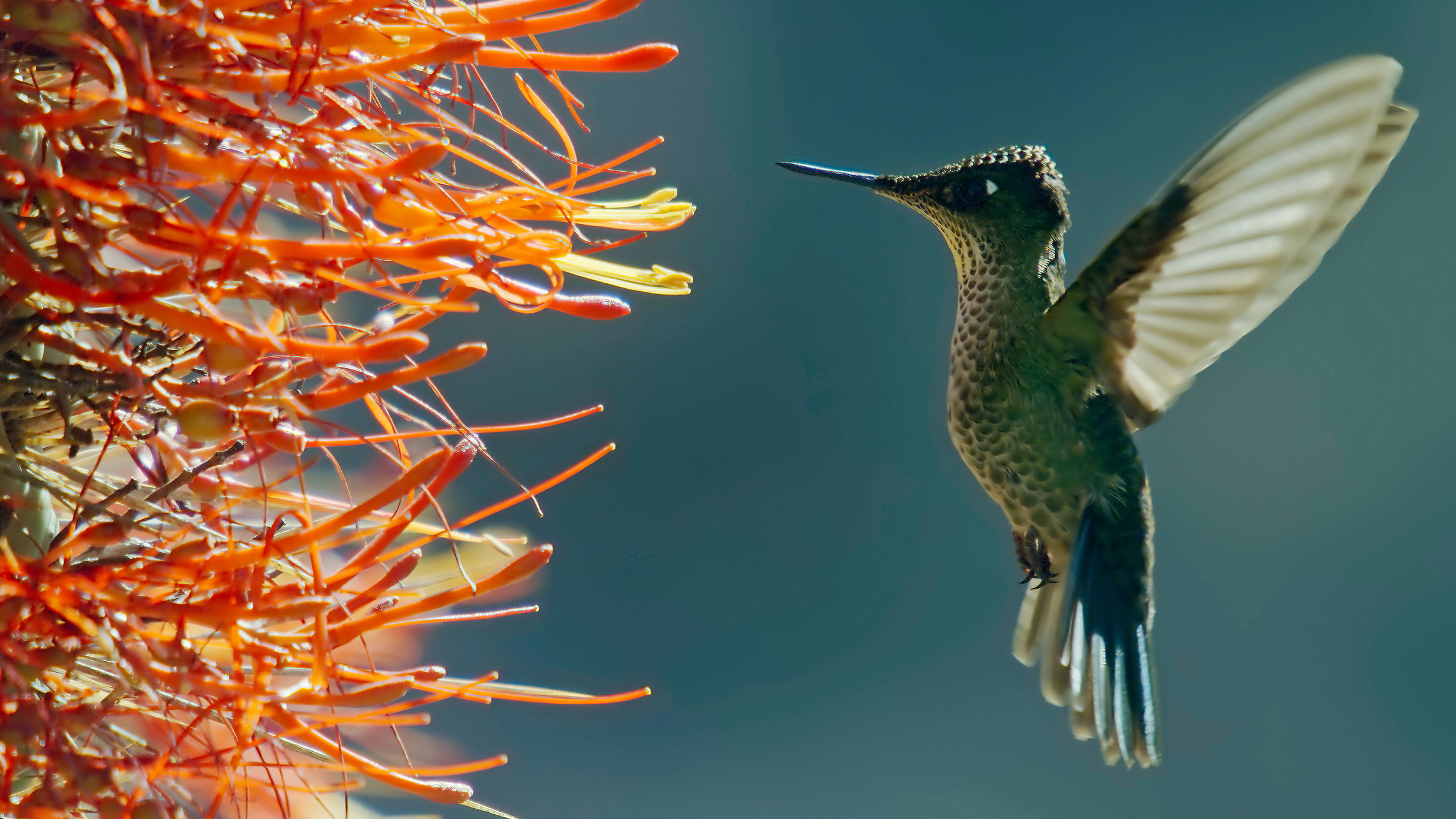 "Terra X: Unser grüner Planet - Wüsten": Ein Kolibri mit flatternden Flügeln vor einer Kaktus-Blütenpracht.