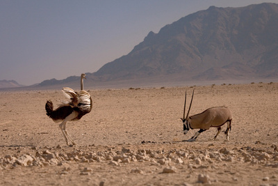 Afrikas Wilder Westen - Namibias Wüstenpferde