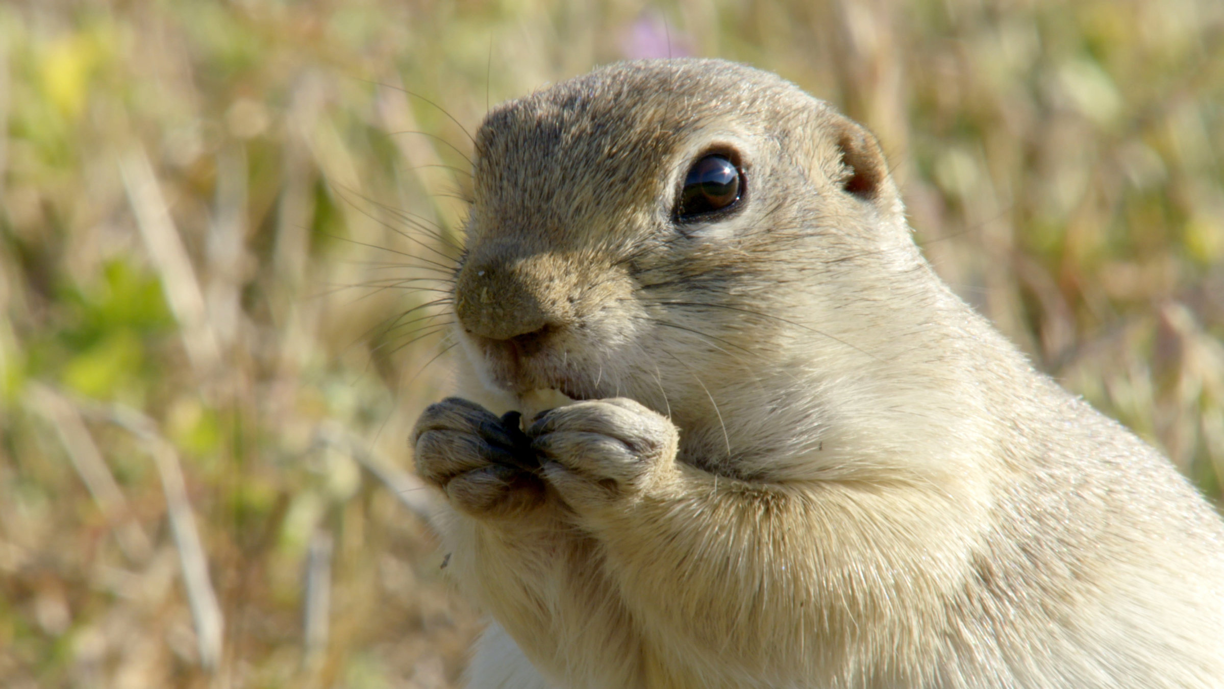 "Naturparadies: Türkei - Von Braunbären, Wölfen und Gänsegeiern": Ein Ziesel, ein kleines Nagetier, hält Futter in den Vorderpfoten und frisst.