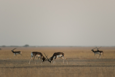 Wildes Indien (2/3)
