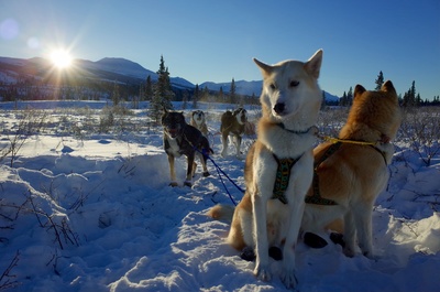 Im Zauber der Wildnis - Alaskas Majestät:<br/>Der Denali-Nationalpark
