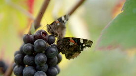 Wein am Rhein (2/2)