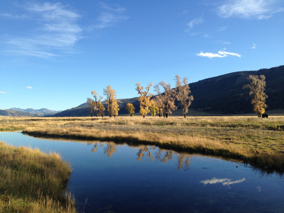 Im Zauber der Wildnis - Yellowstone