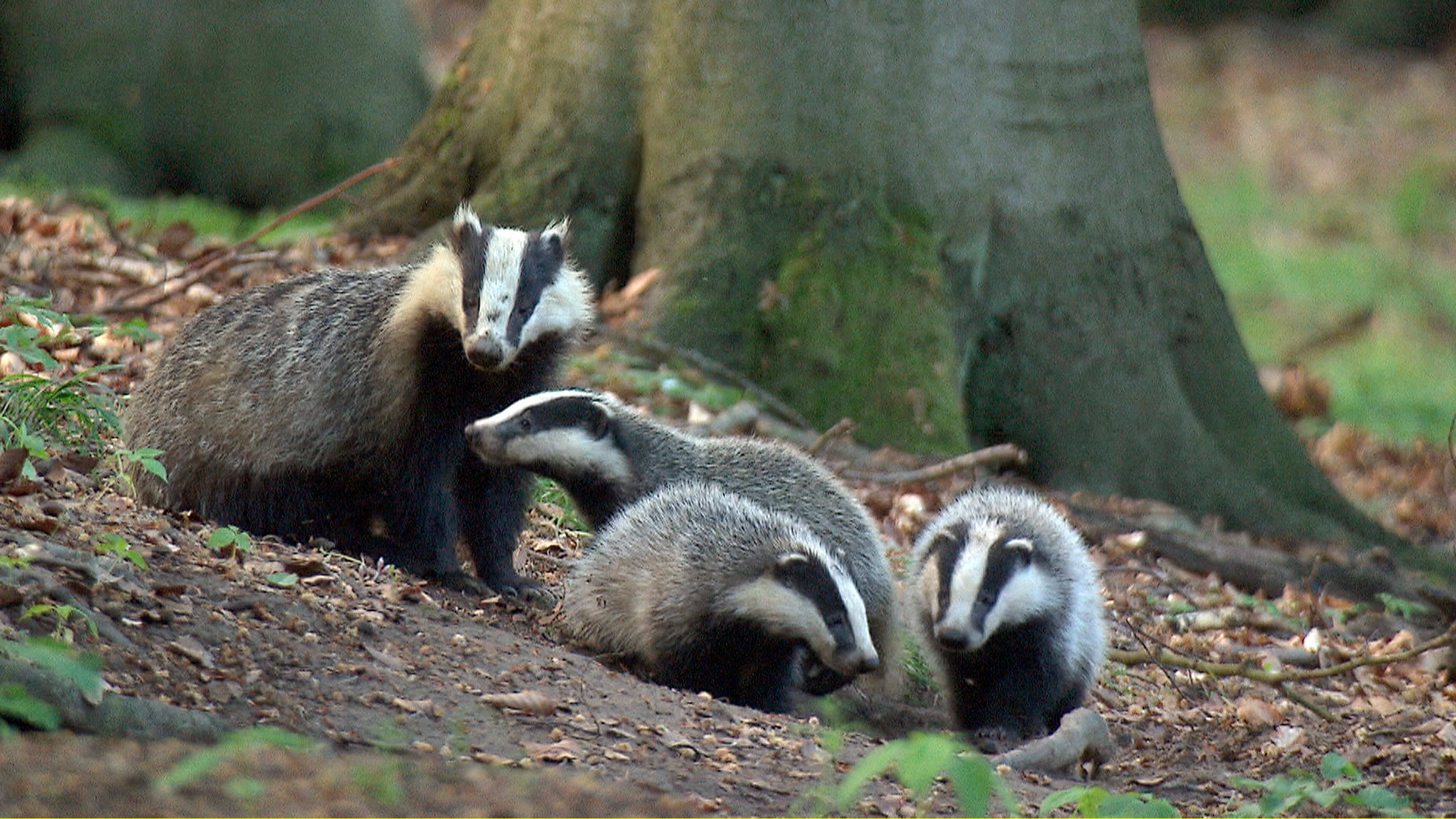 "Wildes Deutschland - Die Uckermark": Einst erbarmungslos gejagt, finden Dachse in den Schutzgebieten der Uckermark ein sicheres Zuhause.