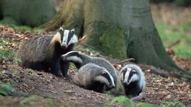 Wildes Deutschland - Die Uckermark