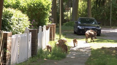 Zdf.reportage - Wilde Tiere Vor Der Haustür (1/2)