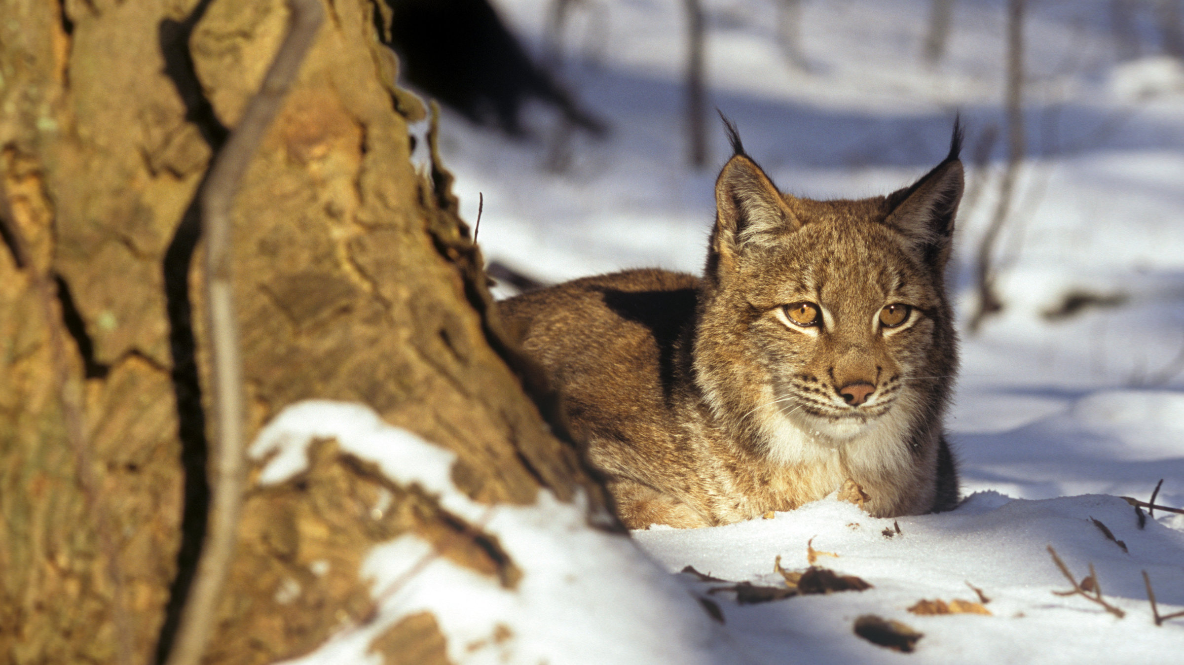 "Die vier Alpen": Luchs in den europäischen Alpen.