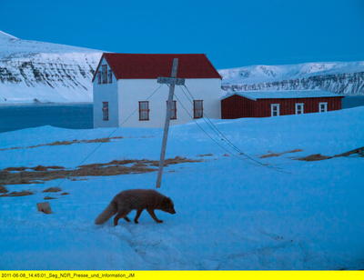 Wildes Skandinavien: Island