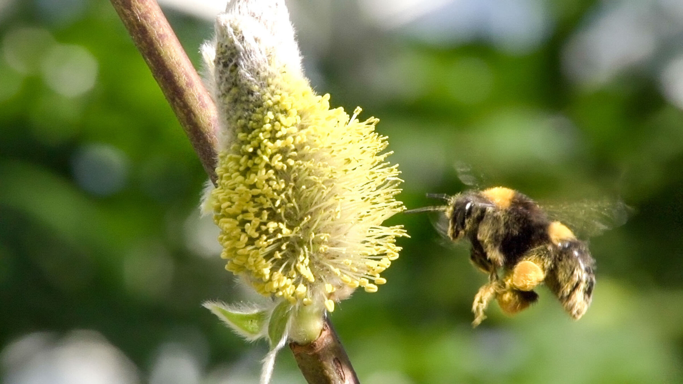 "Hummeln - Bienen im Pelz" - Hummel vor Palmkätzchen.