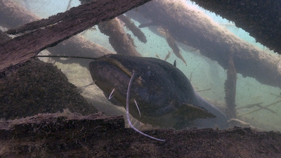 Bodensee - Wildnis am großen Wasser