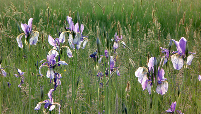 Fluss ohne Grenzen - Auenwildnis an der March