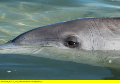 Die Delfine von Shark Bay