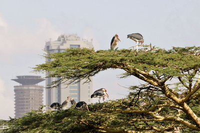 Wildes Nairobi - Wo Leoparden durch Gärten schleichen