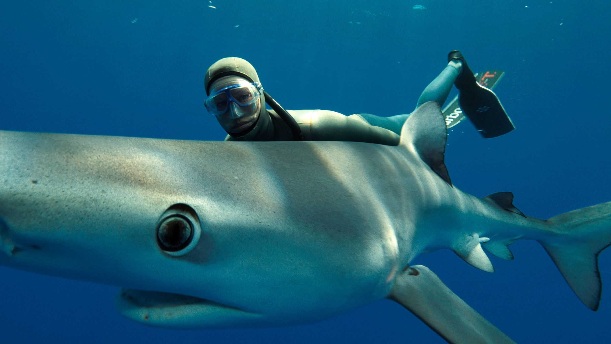 "Waterwoman: Hautnah bei den Haien auf den Azoren": Anna von Bötticher mit einem Blauhai vor Pico Island (Azoren, Portugal).