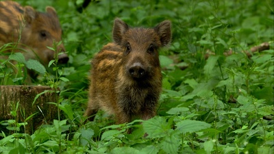 Der wilde Wald der Kaiserin