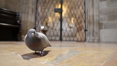 St. Stephan und die Tiere