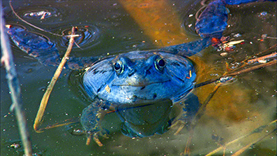 Wörthersee - Bühne für Tier und Mensch