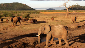 Zurück zur Wildnis - Das Madikwe Wildreservat in Südafrika