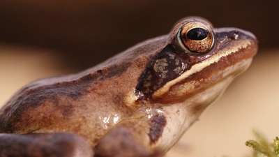 Tierische Superhelden: Meister des Überlebens