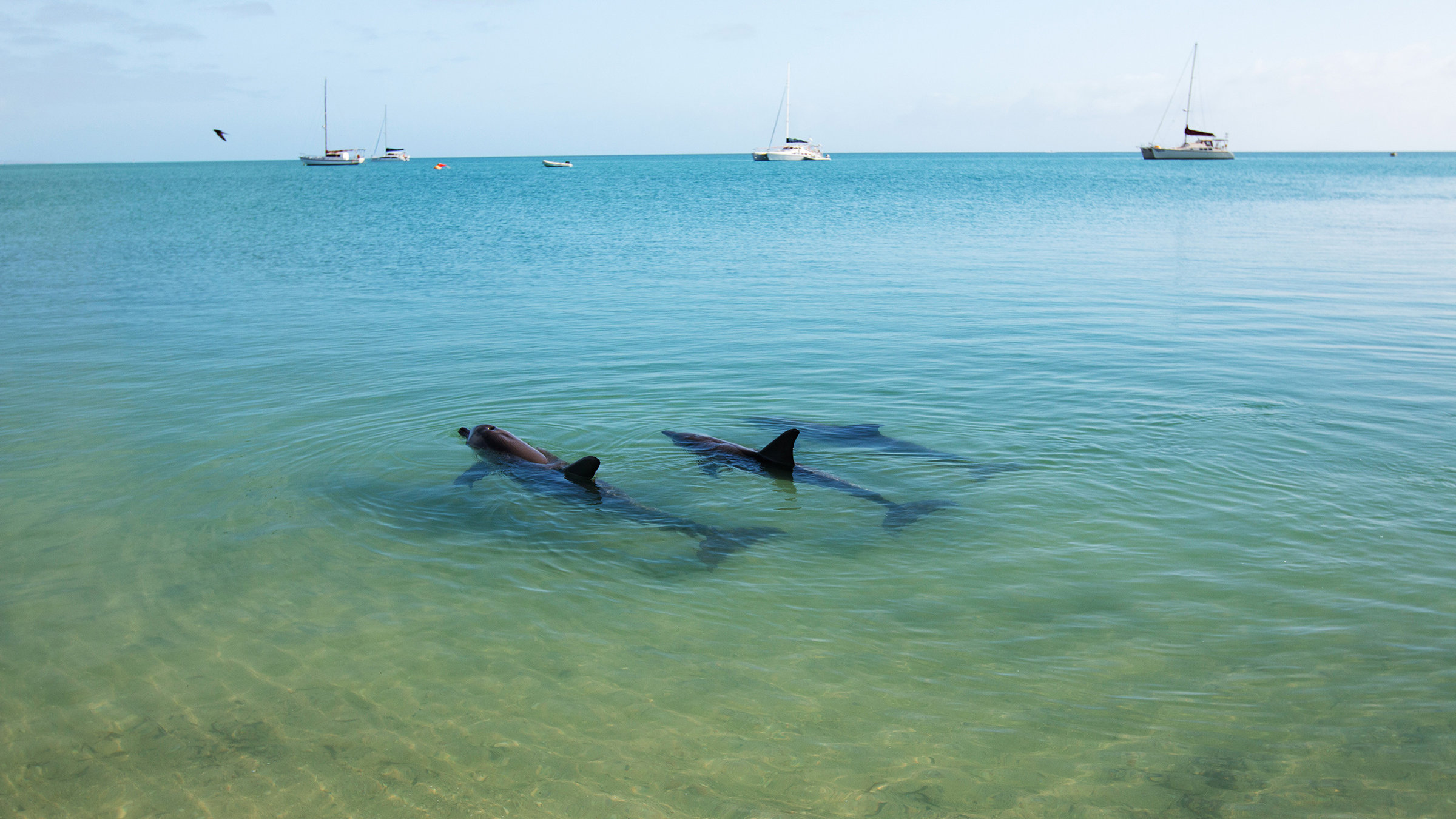 "Die Delfine von Shark Bay" - Drei Delfine. Aufnahme von der Bucht.