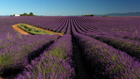 Traumorte - Die Provence