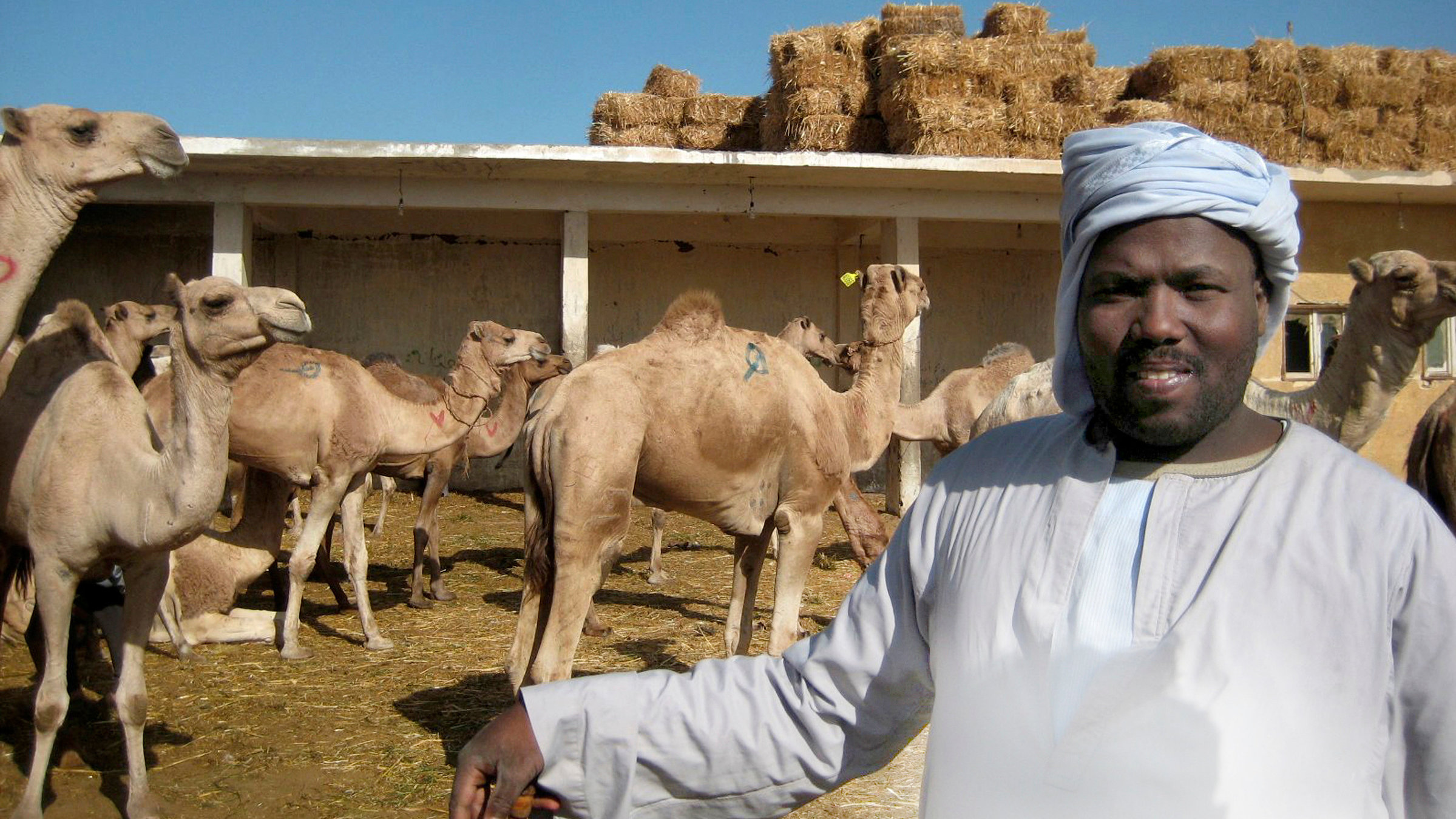 "Basare der Welt (3/4) - Kairo": Kamelhändler auf Kairos Kamelmarkt Birqash.