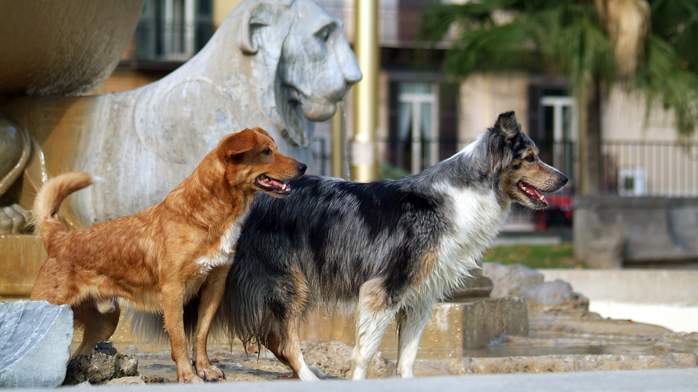 "Bartolo, der Streuner - Ein Hundeleben in Neapel" - Hunde in der Stadt