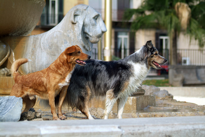 Bartolo, der Streuner - Ein Hundeleben in Neapel