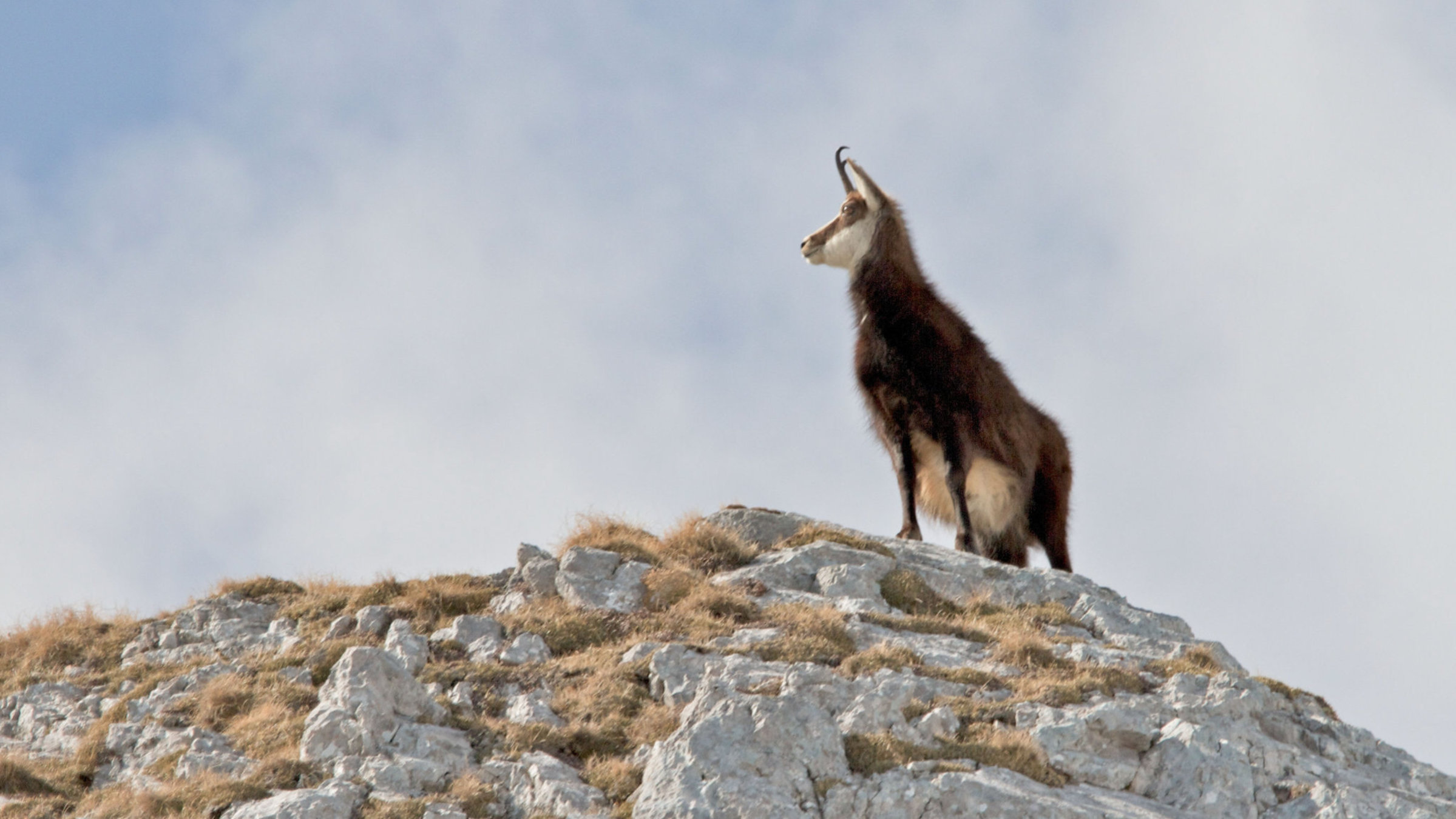 "Schladminger Bergwelten - Von Gipfeln und Gämsen": Gams.