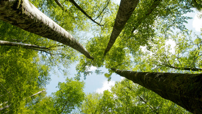 Österreichs Welterbe - Urwald, Salz und barocke Pracht