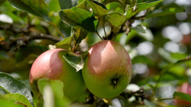 Äpfel – Paradiesische Versuchung