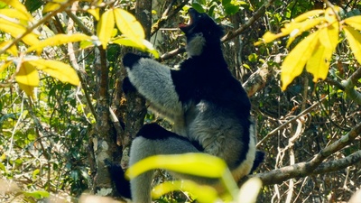 Tierische Überflieger (3/5)