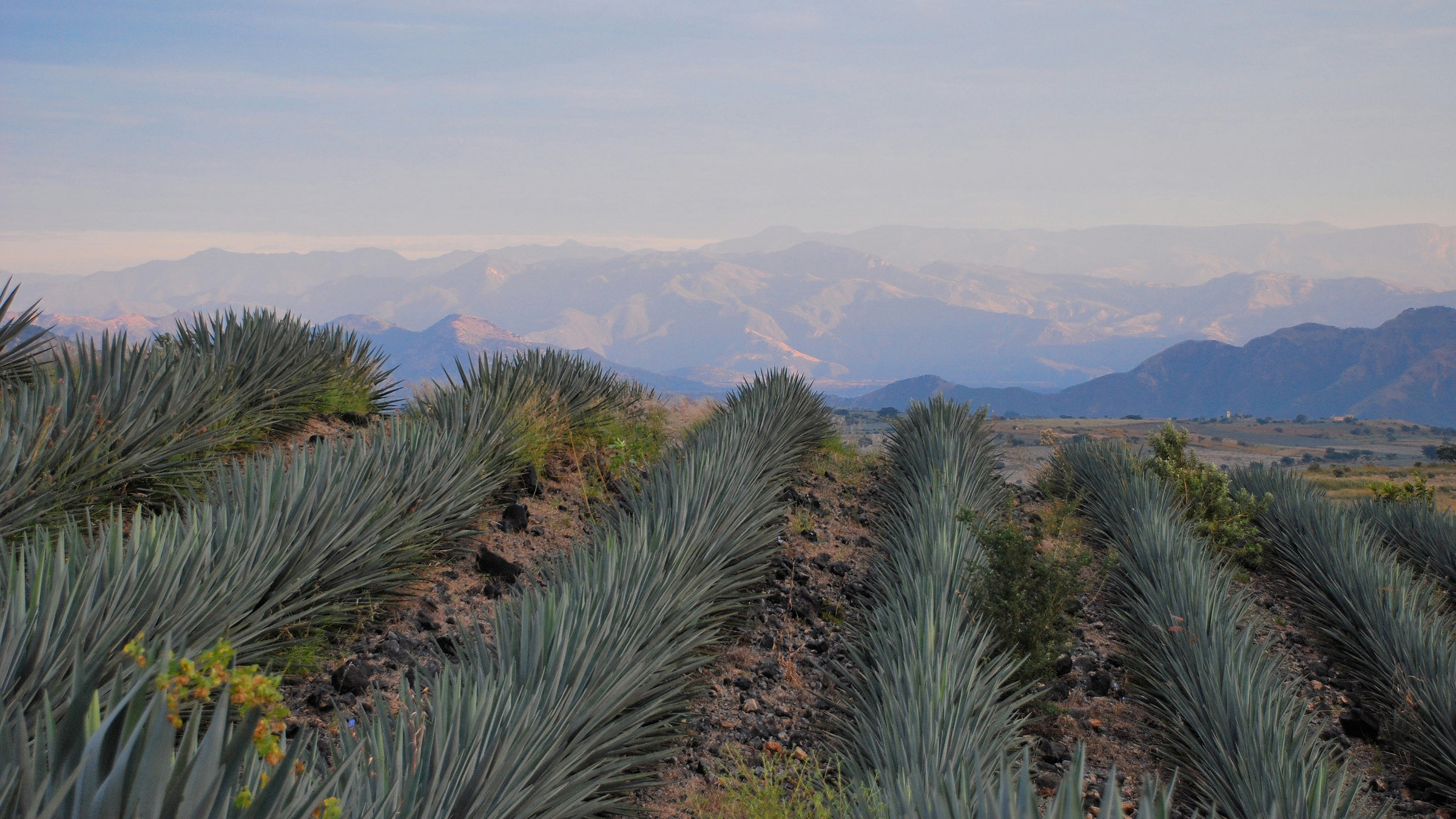 "Schätze der Welt - Erbe der Menschheit - Tequila, Mexiko": Agavenfeld bei Tequila