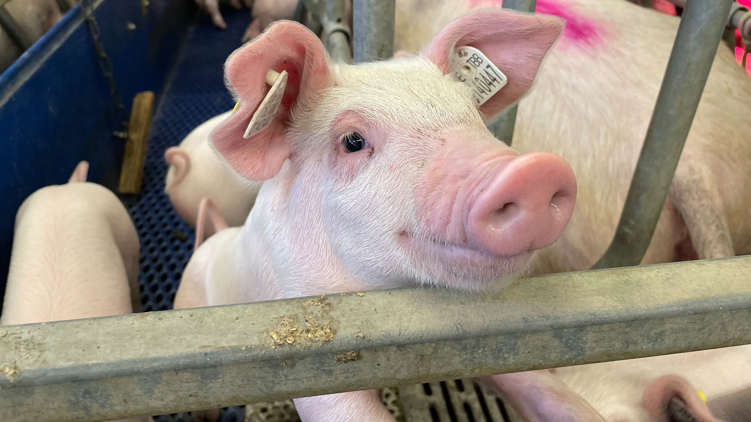 "wissen aktuell: Tierwohl im Turbo-Stall?": Wie viel Platz braucht ein Schwein?