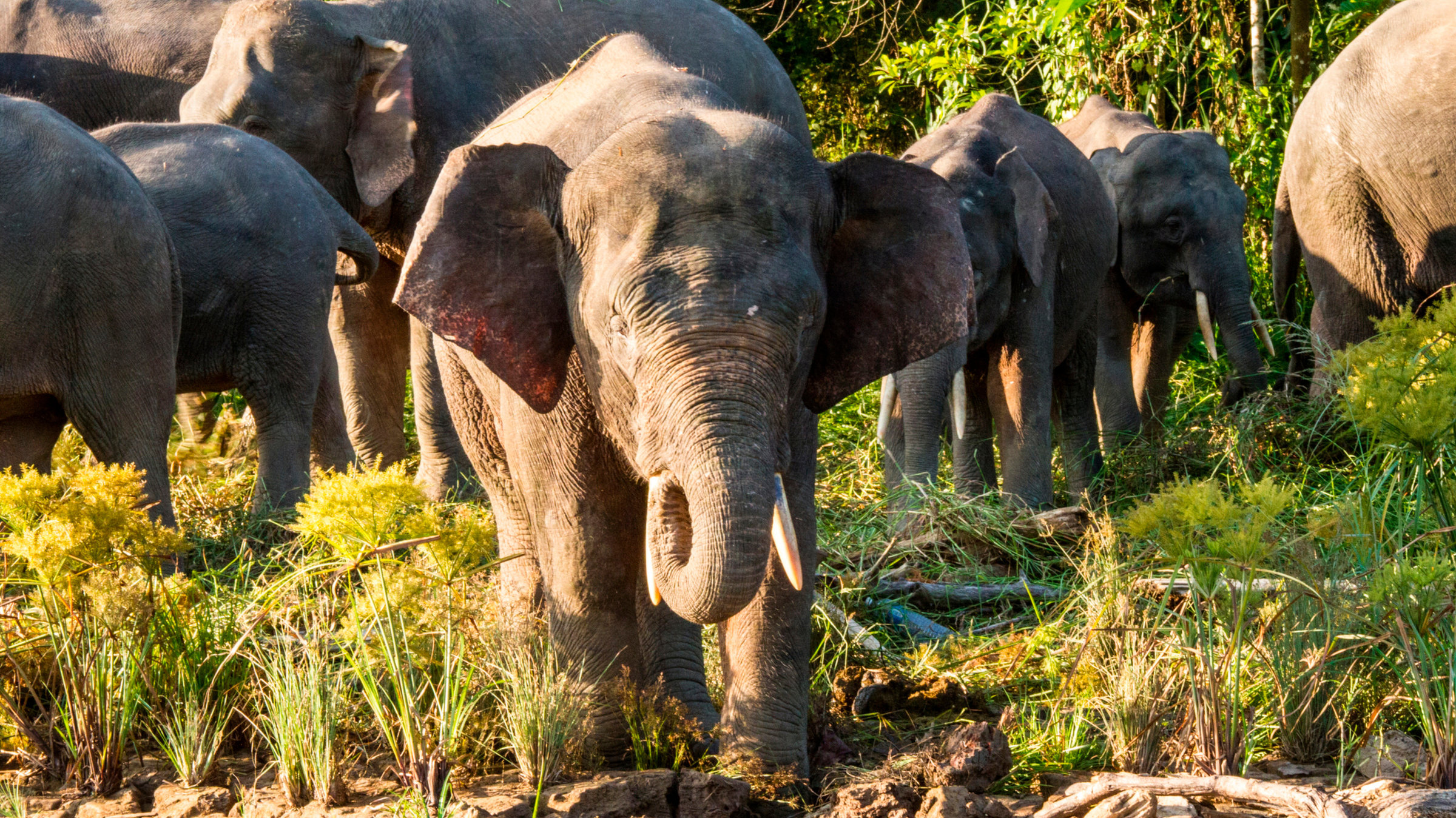 "Erlebnis Erde – Big Five Asien - Der Elefant": Borneos Waldelefanten.