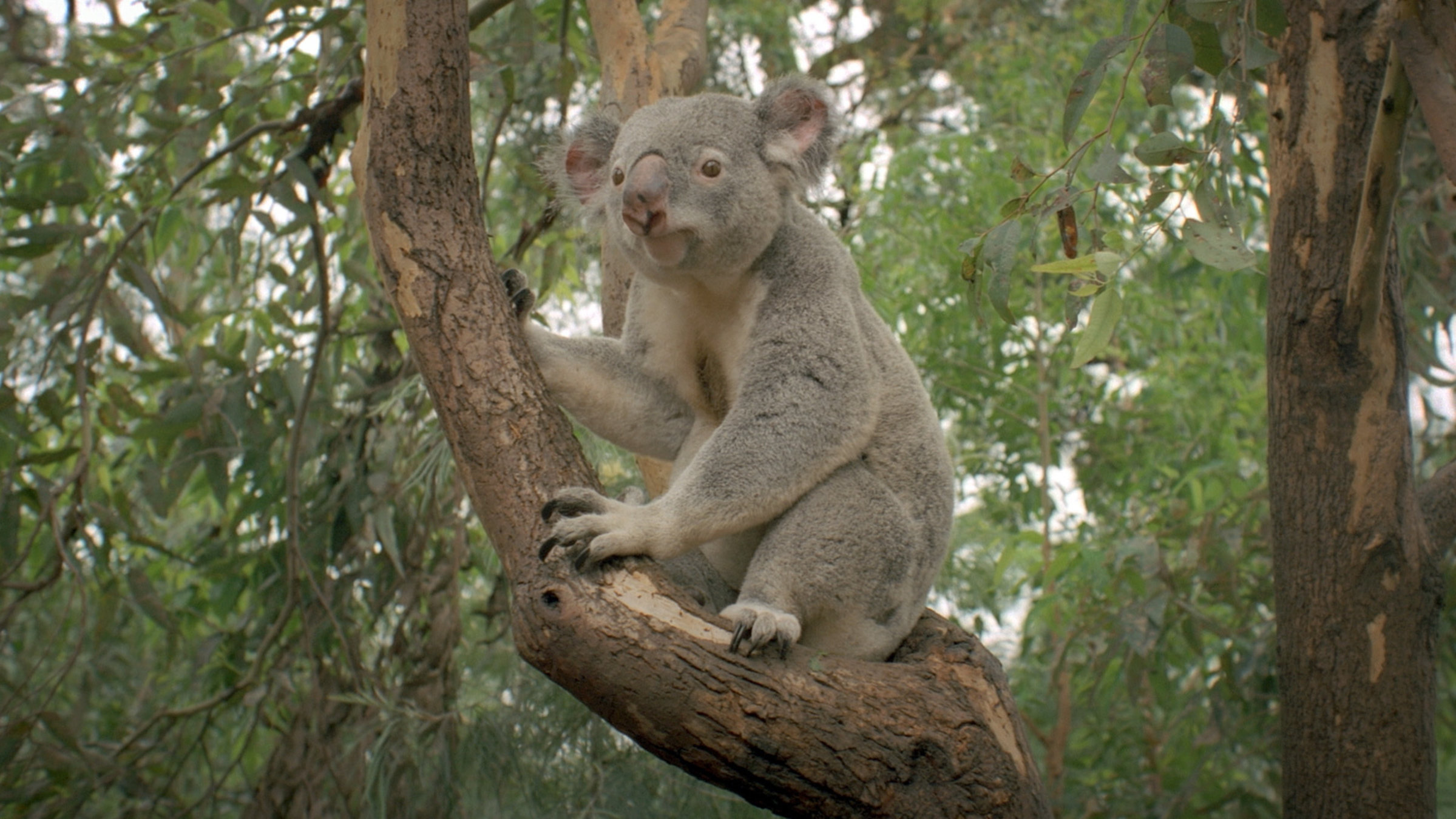 "Beeindruckende Tierwelt: In den Wäldern": Koala.