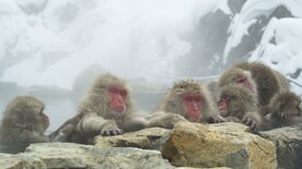 Tierische Superhelden: Meister des Überlebens