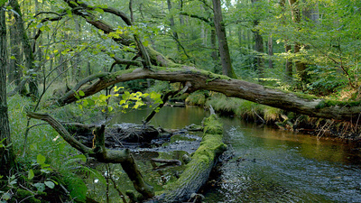 Unsere Wälder - Im Reich des Wassers