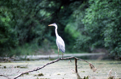 Fluss ohne Grenzen - Auenwildnis an der March