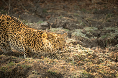 Olimba - Königin der Leoparden