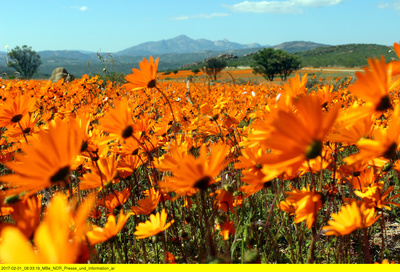 Wildes Südafrika - Wo die Wüste blüht