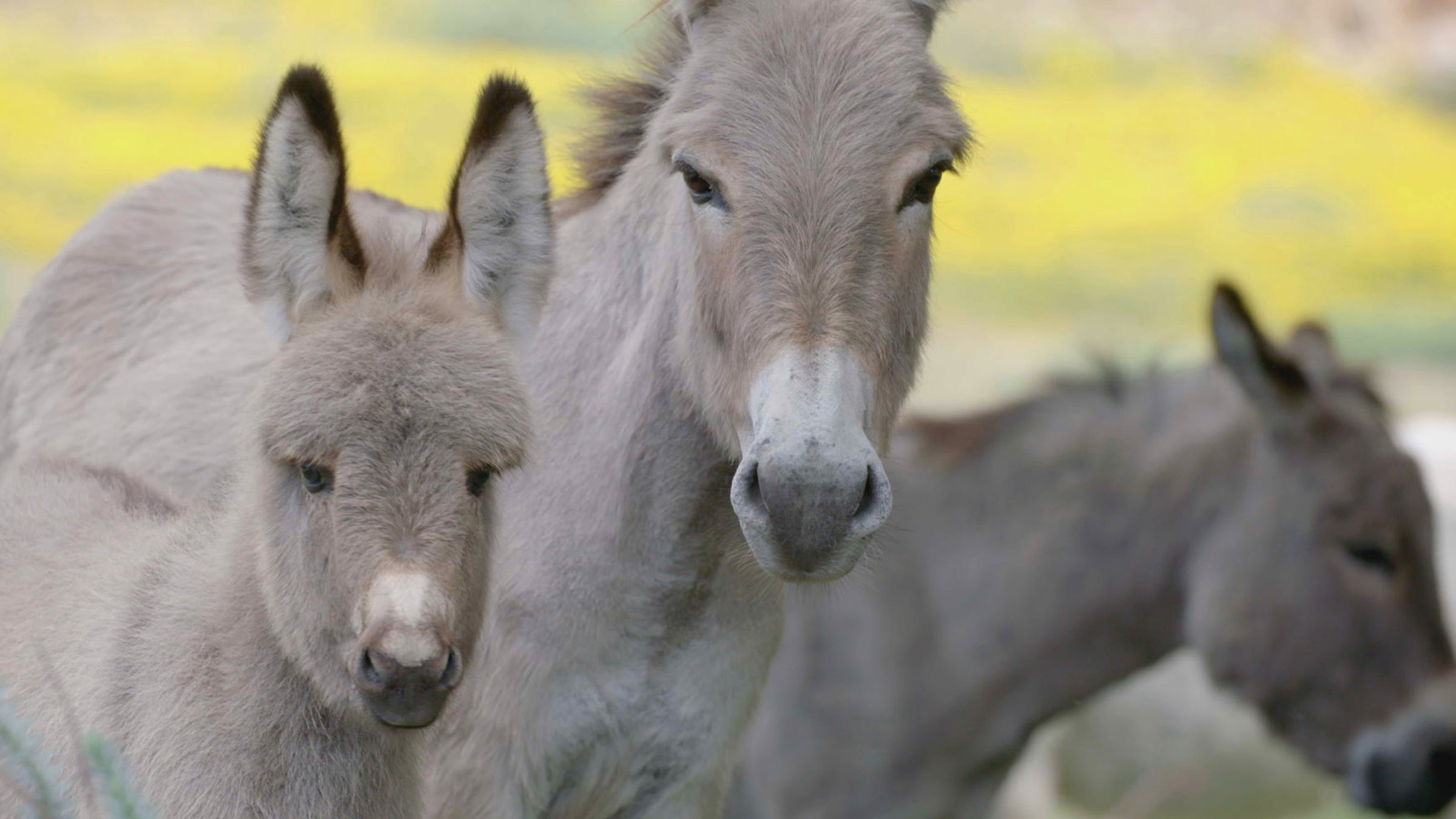 "Italien, meine Liebe (3/5) - Sardinien": Ein graue und weißer Esel
